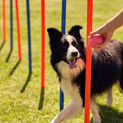 Border Collie progresses through agility course outside playfully