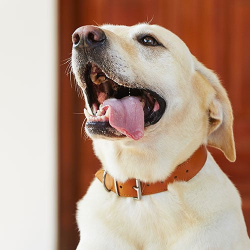 Gleeful Laborador Retriever wearing collar with tongue hanging out the side of their mouth in happiness