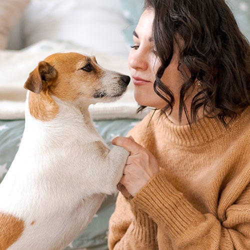 Jack Russel Terrier and owner share a kiss