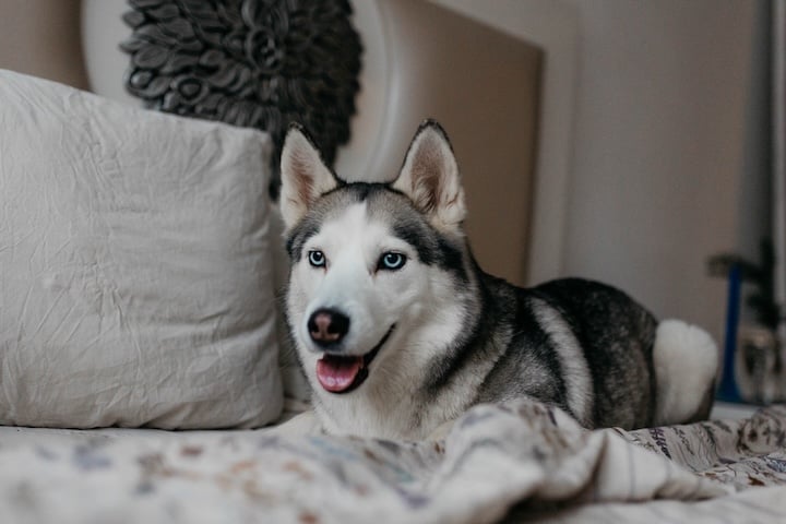 husky